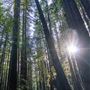 Armstrong Redwoods State Natural Reserve (SNR)