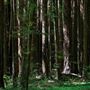 Armstrong Redwoods State Natural Reserve (SNR)