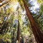 Armstrong Redwoods State Natural Reserve (SNR)