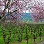 Sonoma