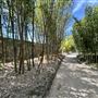Japanese Gardens @ Donald C. Tillman Water Reclamation Plant
