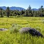 Washoe Meadows State Park (SP)