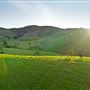 Santa Ynez