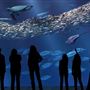 Monterey Bay Aquarium