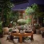 The Haus Plant