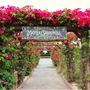 Carlsbad Flower Fields