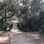 Los Gatos