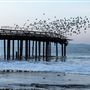 Seacliff State Beach (SB)
