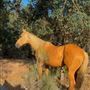 Bufford Ranch, managed by Golden Ranch Estates
