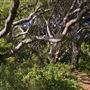 Los Osos Oaks State Natural Reserve (SNR)