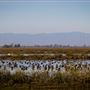 Gray Lodge Wildlife Area - California Department of Fish & Wildlife (CDFW)