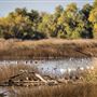 Gray Lodge Wildlife Area - California Department of Fish & Wildlife (CDFW)