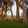 Straus Home Ranch