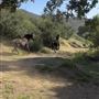 Agua Dulce Horse Ranch