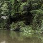 Henry Cowell Redwoods State Park (SP)