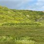 Bracaccini Ranch Property - 50 acres open field / Ranch House / Barns