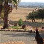 Bees Rock Ranch