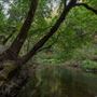Portola Redwoods State Park (SP)