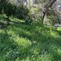Descanso Gardens