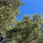 Descanso Gardens