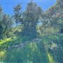 Descanso Gardens