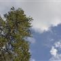 Crystal Lake Recreation Area / Campground - Angeles National Forest