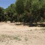 Mojave Narrows Regional Park