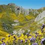 Carrizo Plain National Monument