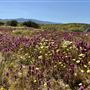 Carrizo Plain National Monument