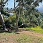 Griffith Park Redwoods - Cedar Grove