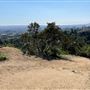 Griffith Park Redwoods - Cedar Grove