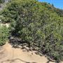 Griffith Park Redwoods - Cedar Grove