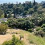 Griffith Park Redwoods - Cedar Grove