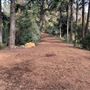 Griffith Park Redwoods - Cedar Grove