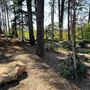 Griffith Park Redwoods - Cedar Grove