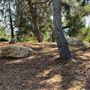 Griffith Park Redwoods - Cedar Grove