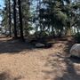 Griffith Park Redwoods - Cedar Grove