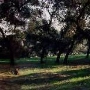 Los Angeles County Arboretum