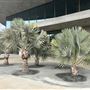 Los Angeles County Museum of Art (LACMA)
