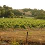 Mt. Vernon Winery