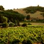Mt. Vernon Winery