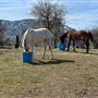 Bufford Ranch, managed by Golden Ranch Estates