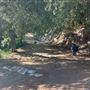 Boy Scout Trail - Griffith Park