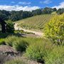 Halter Ranch