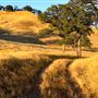 Solace Ranch & Vineyard