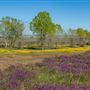 Prairie City State Vehicular Recreation Area (SVRA)