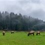 Prairie Creek Redwoods State Park (SP) within the Redwood National and State Parks