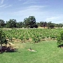 Mt. Vernon Winery