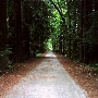 Forest of Nisene Marks State Park (SP), The
