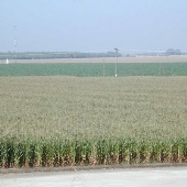 Tulare County Agricultural Field
